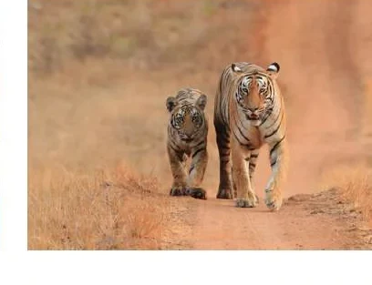 Indian Leopard