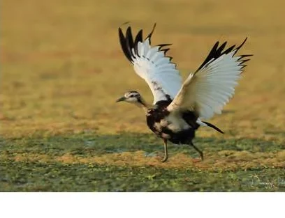 Hornbill in Flight